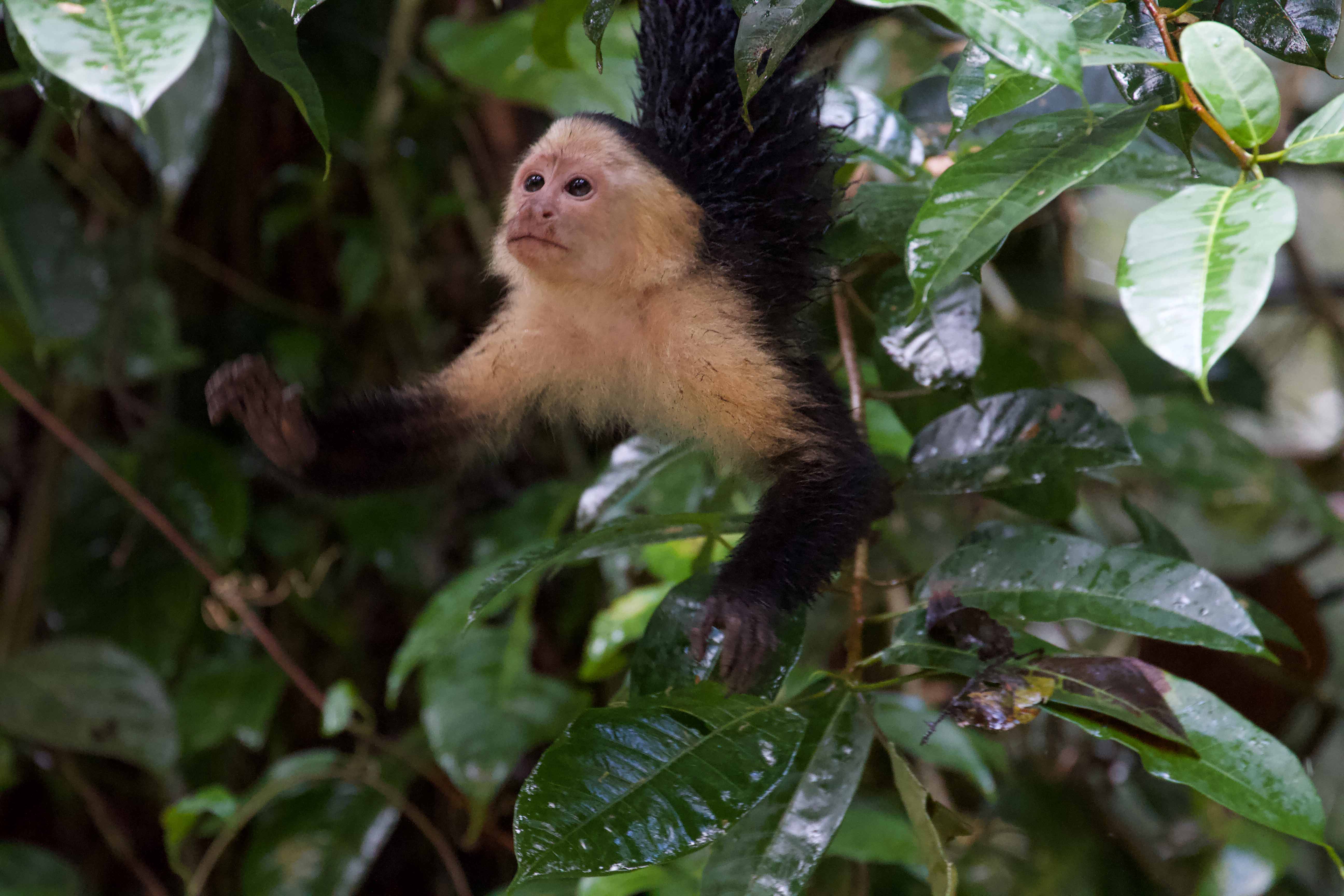 Costa Rica — photograph by Diego Bestonzo